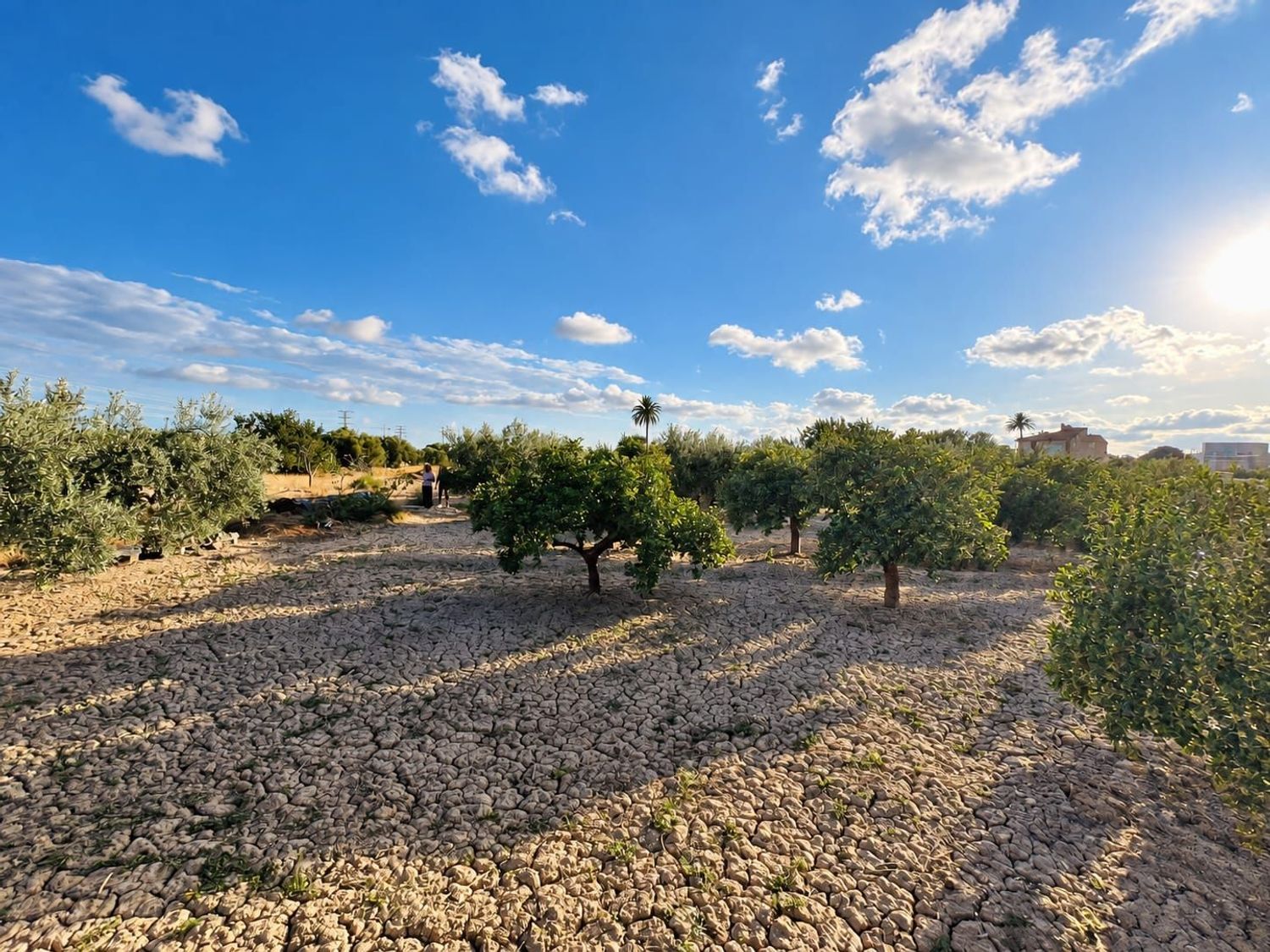 Finca rústica de 8.035 m² con agua y luz en Mutxamel - foto 6
