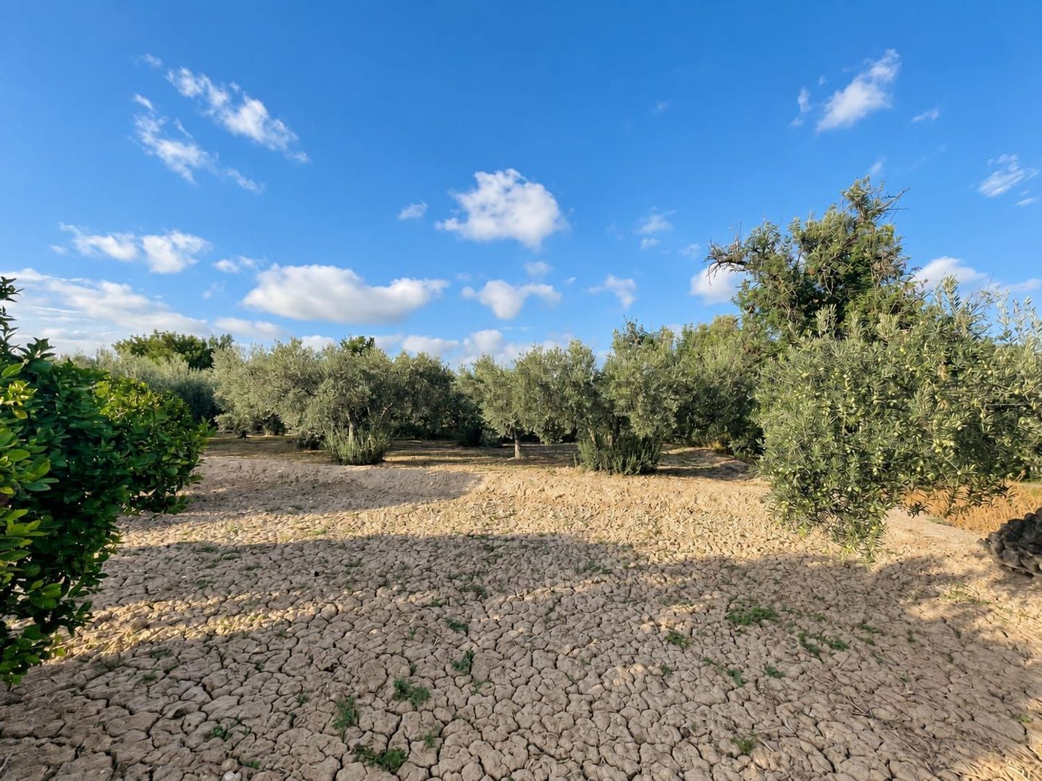 Finca rústica de 8.035 m² con agua y luz en Mutxamel - foto 7