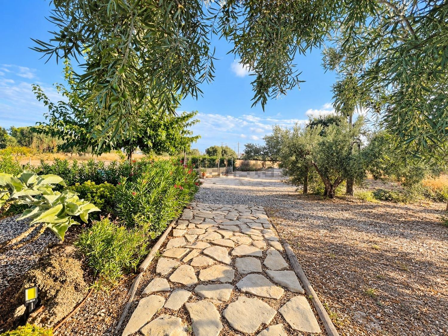 Finca rústica de 8.035 m² con agua y luz en Mutxamel - foto 9